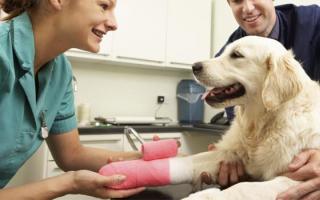 Межпальцевый дерматит у собак: виды и методы лечения