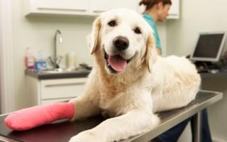 Раны у собаки — как лечить