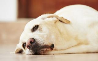 Чем опасна рвота с кровью у собаки, как распознать симптомы опасных заболеваний и чем помочь четвероногому другу