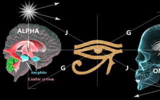 Строение и функции эпифиза в человеческом мозге - выработка гормонов, заболевания и лечение